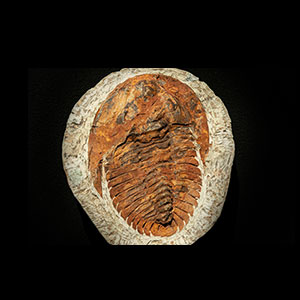 Trilobite